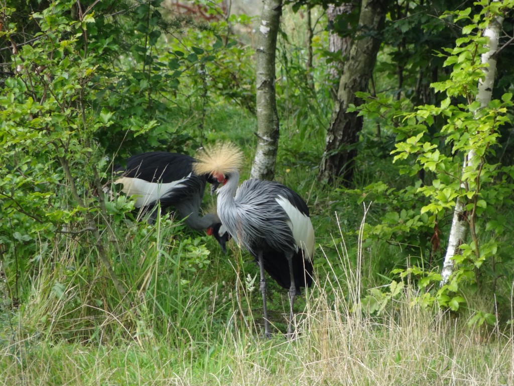 Zdjęcia: Dolina Charlotty, Pomorze, Żurawie, POLSKA Zdjęcia: Dolina Charlotty, Pomorze, Żurawie, POLSKA