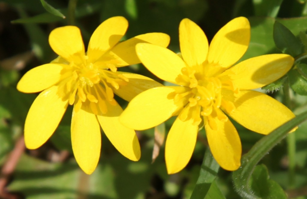 Zdjęcia: Trójmiejski Park Krajobrazowy, Pomorze,  Jaskier wiosenny, POLSKA Zdjęcia: Trójmiejski Park Krajobrazowy, Pomorze,  Jaskier wiosenny, POLSKA