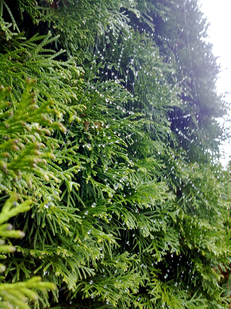Zdjęcia: Bełchatów, Centralna Polska, Deszczowa Pajęczyna, POLSKA Zdjęcia: Bełchatów, Centralna Polska, Deszczowa Pajęczyna, POLSKA