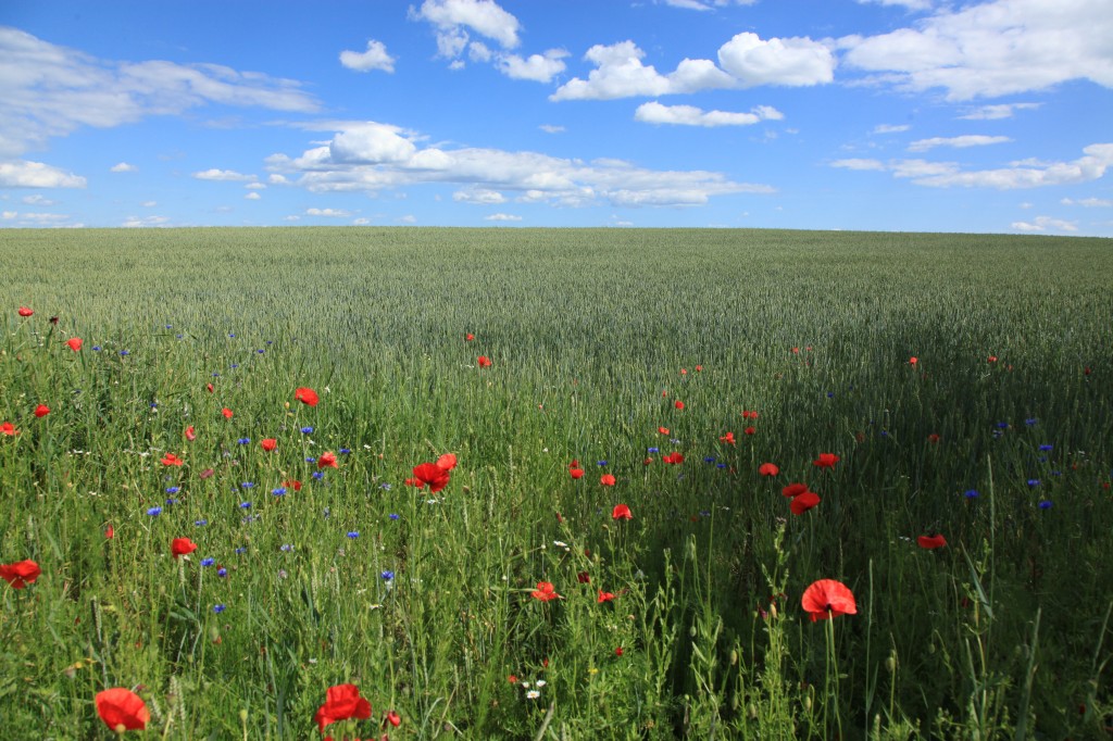 Zdjęcia: Pelplin, Pomorze, Pszeniczne łany, POLSKA Zdjęcia: Pelplin, Pomorze, Pszeniczne łany, POLSKA