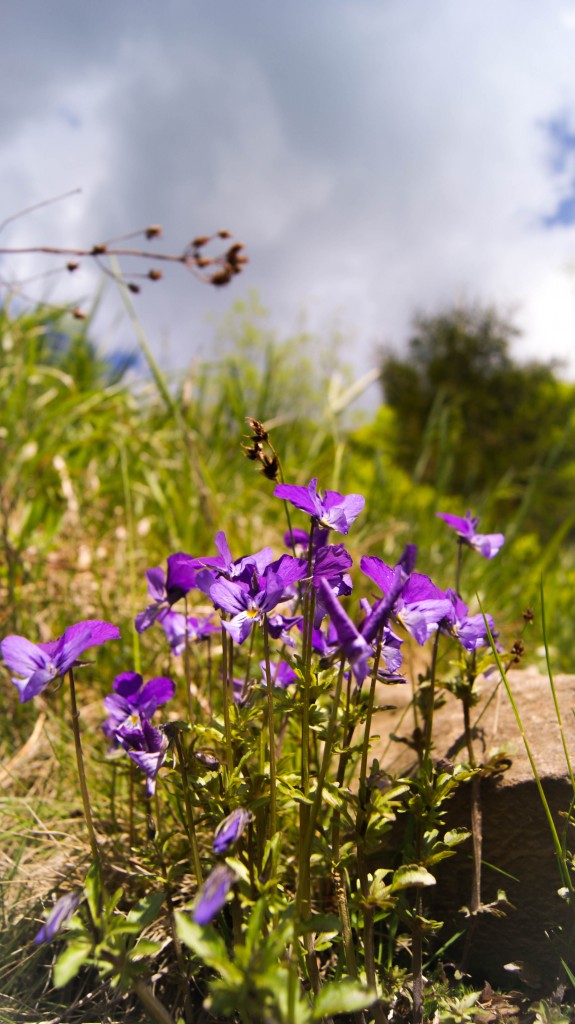 Zdjęcia: Bieszczady, Bieszczady, Fioletowo, POLSKA Zdjęcia: Bieszczady, Bieszczady, Fioletowo, POLSKA