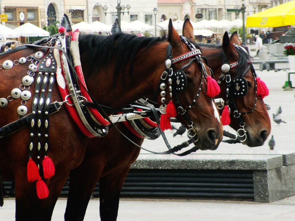 Zdjęcia: Kraków, na sukiennicach..., POLSKA Zdjęcia: Kraków, na sukiennicach..., POLSKA