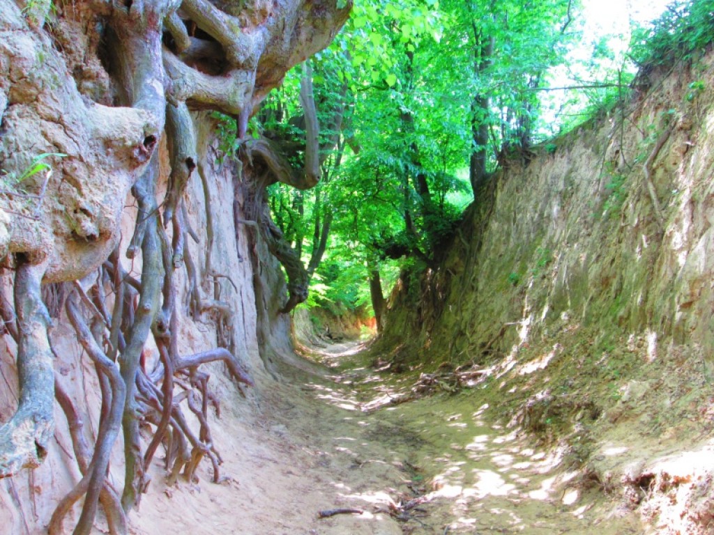 Zdjęcia: KAZIMIERZ DOLNY, LUBELSZCZYZNA, WĄWÓZ KORZENIOWY, POLSKA Zdjęcia: KAZIMIERZ DOLNY, LUBELSZCZYZNA, WĄWÓZ KORZENIOWY, POLSKA