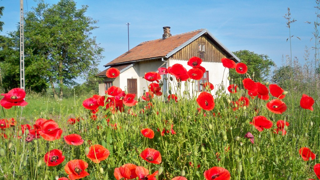 Zdjęcia: Wróblik Szlachecki, Podkarpacie, Maki, POLSKA Zdjęcia: Wróblik Szlachecki, Podkarpacie, Maki, POLSKA