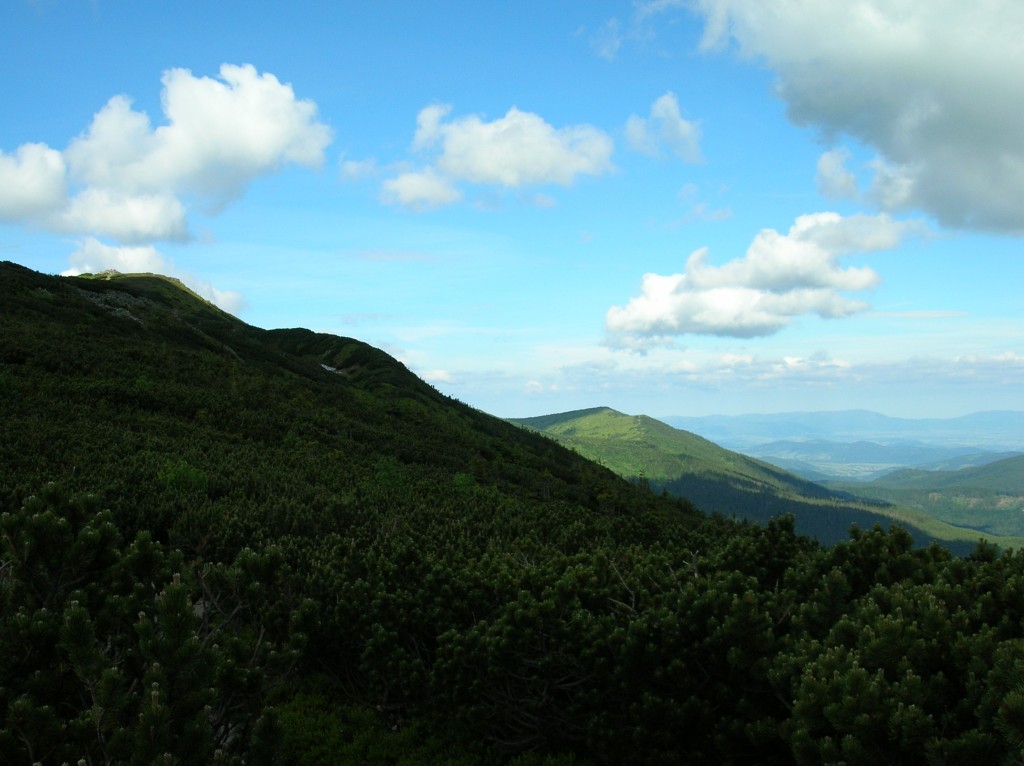 Zdjęcia: Babia Góra, Beskid Żywiecki, Zielony Cyl 1517, POLSKA Zdjęcia: Babia Góra, Beskid Żywiecki, Zielony Cyl 1517, POLSKA