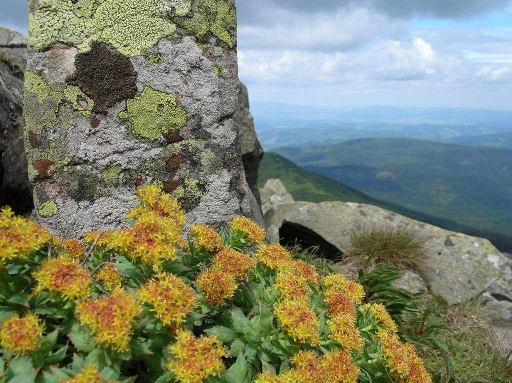 Zdjęcia: Babia Góra, Beskid Żywiecki, Różeniec górski, POLSKA Zdjęcia: Babia Góra, Beskid Żywiecki, Różeniec górski, POLSKA