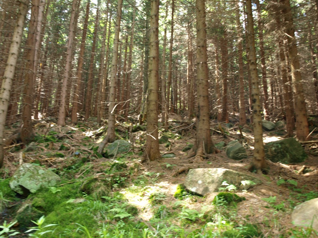 Zdjęcia: Karpacz, karkonosze, POLSKA Zdjęcia: Karpacz, karkonosze, POLSKA