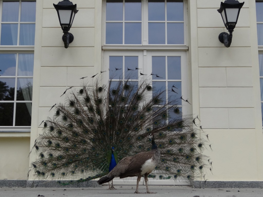Zdjęcia: Przelewice-Ogród Dendrologiczny, Pomorze Zachodnie, Taka para, POLSKA Zdjęcia: Przelewice-Ogród Dendrologiczny, Pomorze Zachodnie, Taka para, POLSKA