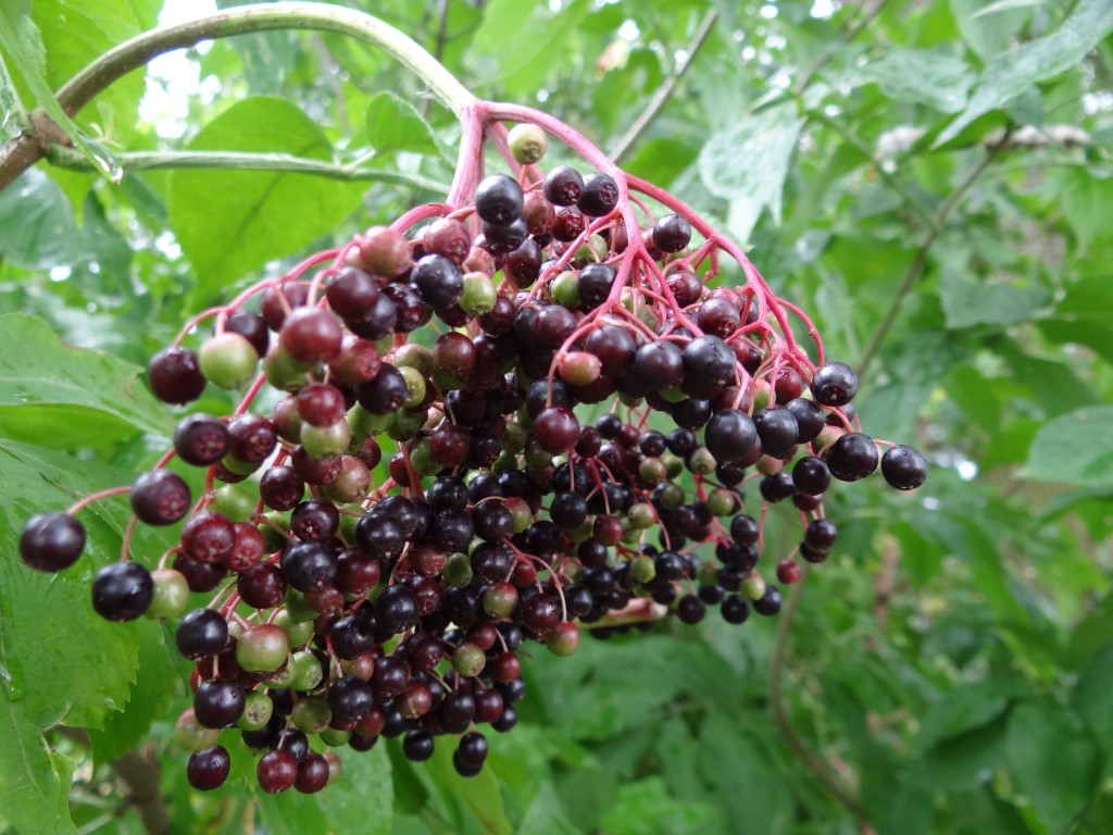 Zdjęcia: ..., Wielkopolska, Po deszczu-czarny bez  , POLSKA Zdjęcia: ..., Wielkopolska, Po deszczu-czarny bez  , POLSKA