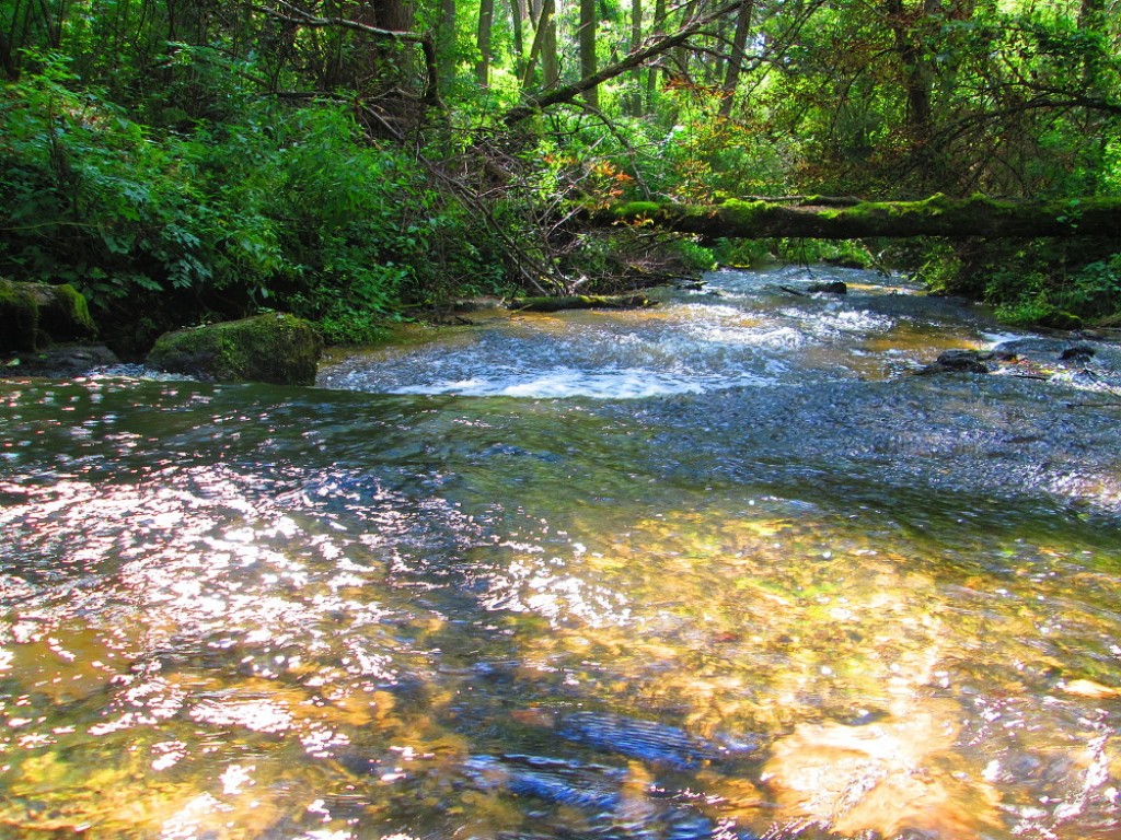 Zdjęcia: CZARTOWE POLE, ROZTOCZE, REZERWAT CZARTOWE POLE , POLSKA Zdjęcia: CZARTOWE POLE, ROZTOCZE, REZERWAT CZARTOWE POLE , POLSKA