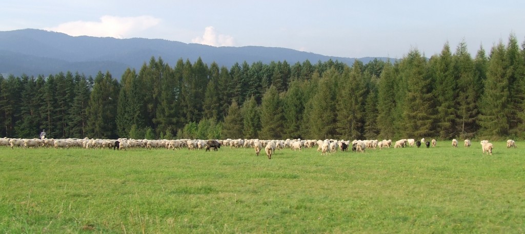 Zdjęcia: Pieniny, Małopolska, Chłopaki na wypasie, POLSKA Zdjęcia: Pieniny, Małopolska, Chłopaki na wypasie, POLSKA