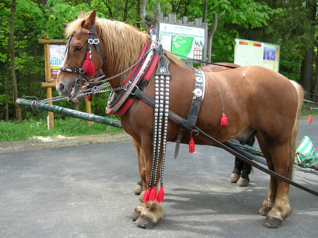 Zdjęcia: Wisła Czarne, Beskid Śląski, Góralski konik, POLSKA Zdjęcia: Wisła Czarne, Beskid Śląski, Góralski konik, POLSKA