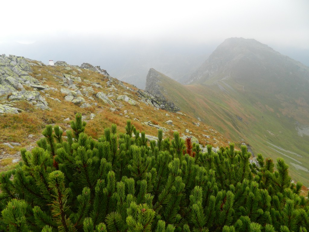 Zdjęcia: gdzieś na szlaku, Tatry, w drodze na Gładki Wierch, POLSKA Zdjęcia: gdzieś na szlaku, Tatry, w drodze na Gładki Wierch, POLSKA