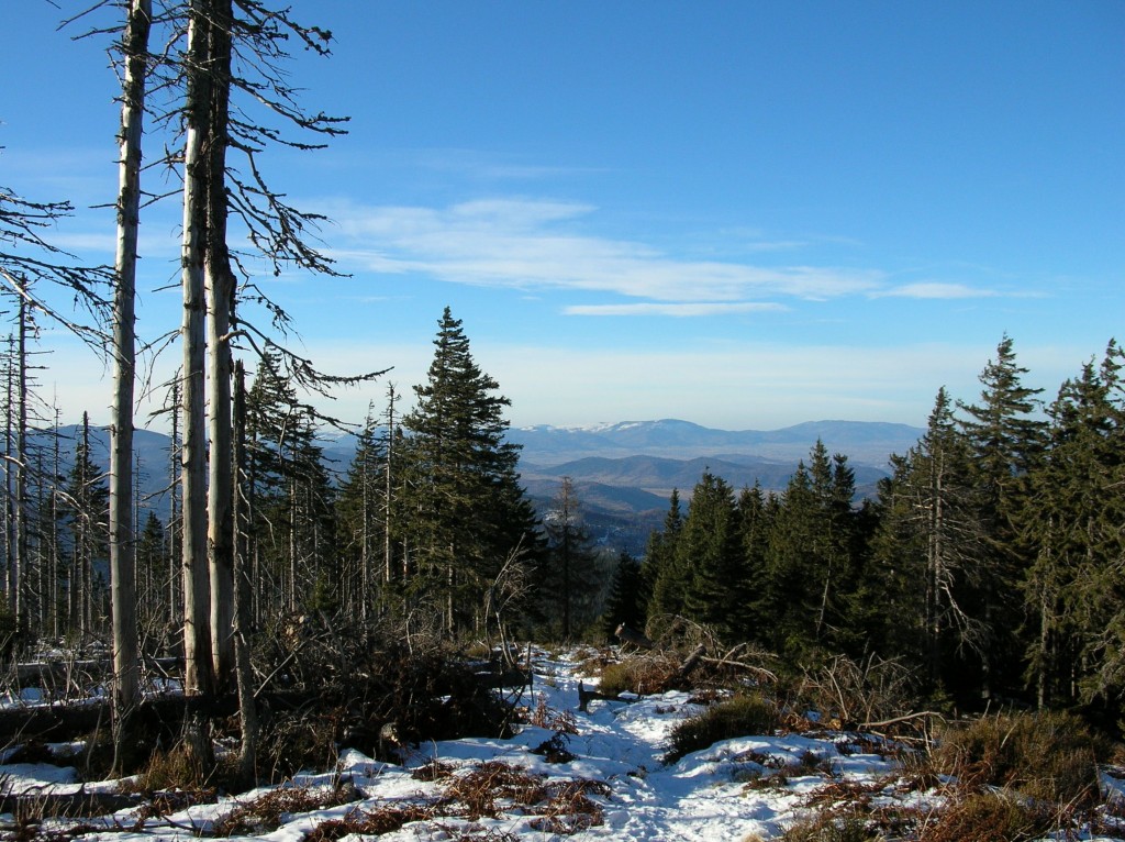 Zdjęcia: Tabakowy chodnik, Beskid Żywiecki, Przerzedzone lasy pod Cylem, POLSKA Zdjęcia: Tabakowy chodnik, Beskid Żywiecki, Przerzedzone lasy pod Cylem, POLSKA