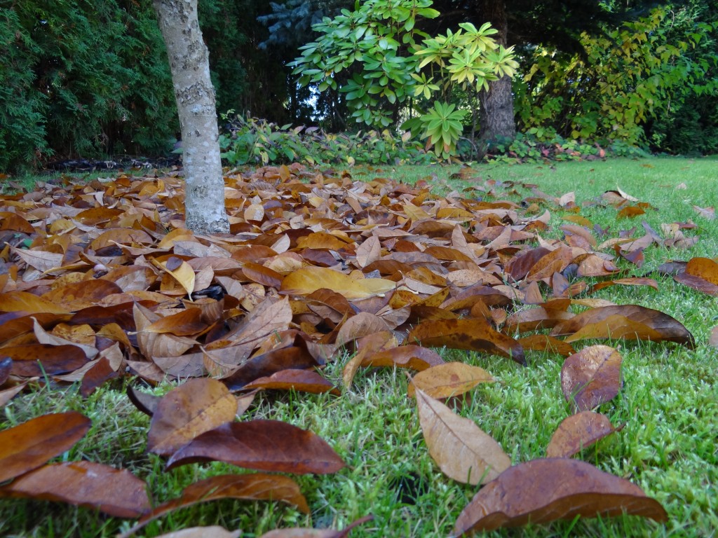 Zdjęcia: ..., Wielkopolska, Jesienne liście, POLSKA Zdjęcia: ..., Wielkopolska, Jesienne liście, POLSKA