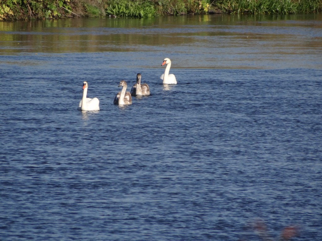 Zdjęcia: Nad Gwdą, Wielkopolska, Płyniemy"gęsiego", POLSKA Zdjęcia: Nad Gwdą, Wielkopolska, Płyniemy"gęsiego", POLSKA