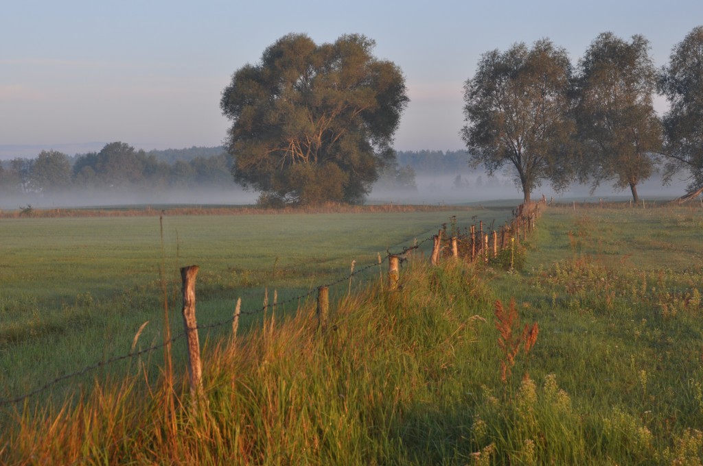 Zdjęcia: za Wyszkowem, Mazowsze, Pastwisko, POLSKA Zdjęcia: za Wyszkowem, Mazowsze, Pastwisko, POLSKA