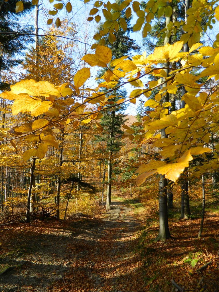 Zdjęcia: Beskid mały, ok leskowca, kolory jesieni..., POLSKA Zdjęcia: Beskid mały, ok leskowca, kolory jesieni..., POLSKA