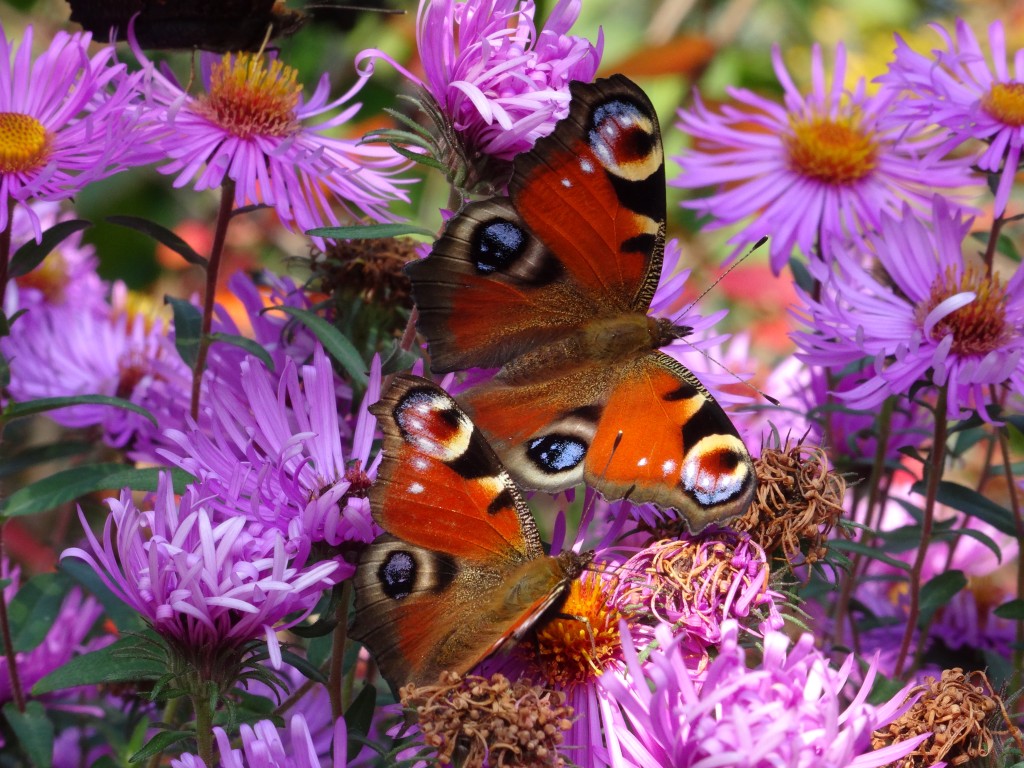 Zdjęcia: Kozienice, Pachnąca miłość, POLSKA Zdjęcia: Kozienice, Pachnąca miłość, POLSKA