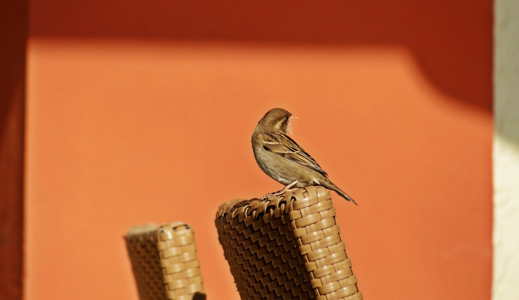 Zdjęcia: Inowrocław, Kuj-pom., Wróbelek)owa), POLSKA Zdjęcia: Inowrocław, Kuj-pom., Wróbelek)owa), POLSKA