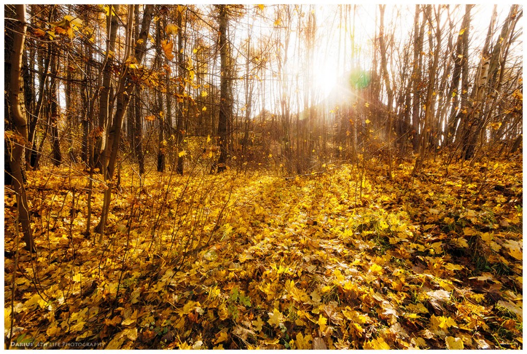 Zdjęcia: Ogrodzeniec, Jura Krakowsko-Częstochowska, Jurassic Autumn, POLSKA Zdjęcia: Ogrodzeniec, Jura Krakowsko-Częstochowska, Jurassic Autumn, POLSKA