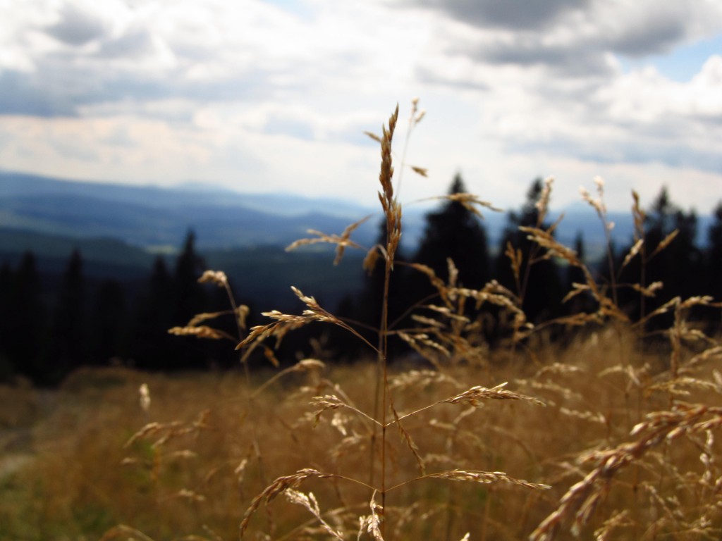 Zdjęcia: Hala Rysianka, Beskid Żywiecki, Wiechlina Łąkowa, POLSKA Zdjęcia: Hala Rysianka, Beskid Żywiecki, Wiechlina Łąkowa, POLSKA