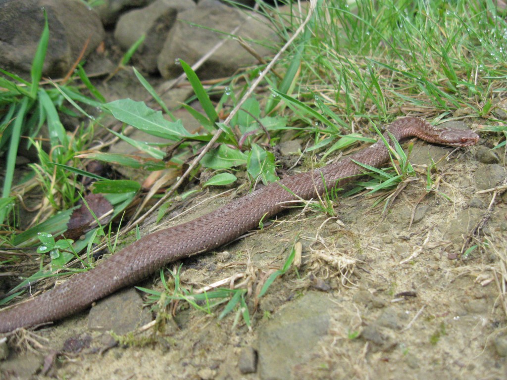 Zdjęcia: Sól, Beskid Żywiecki, Vipera berus - Żmija zygzakowata, POLSKA Zdjęcia: Sól, Beskid Żywiecki, Vipera berus - Żmija zygzakowata, POLSKA
