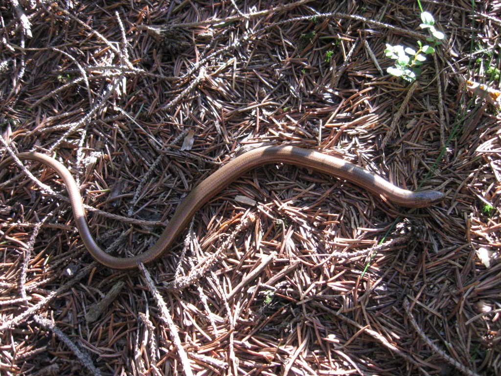 Zdjęcia: Rajcza, Beskid Żywiecki, Anguis fragilis - Padalec zwyczajny, POLSKA Zdjęcia: Rajcza, Beskid Żywiecki, Anguis fragilis - Padalec zwyczajny, POLSKA
