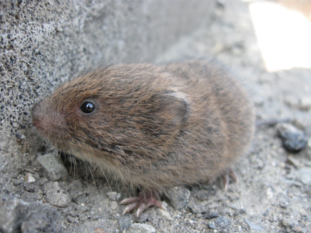 Zdjęcia: Zawoja, Beskid Żywiecki, Myodes glareolus - Nornica ruda, POLSKA Zdjęcia: Zawoja, Beskid Żywiecki, Myodes glareolus - Nornica ruda, POLSKA