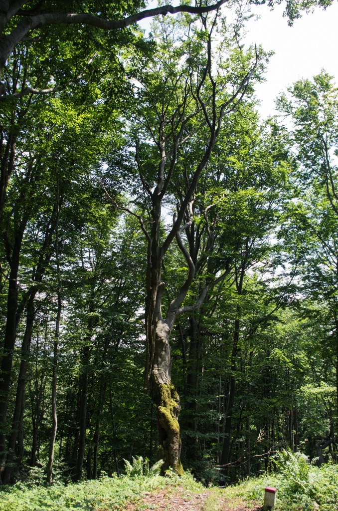Zdjęcia: Ropki, Beskid Niski, W Beskidzie Niskim, POLSKA Zdjęcia: Ropki, Beskid Niski, W Beskidzie Niskim, POLSKA