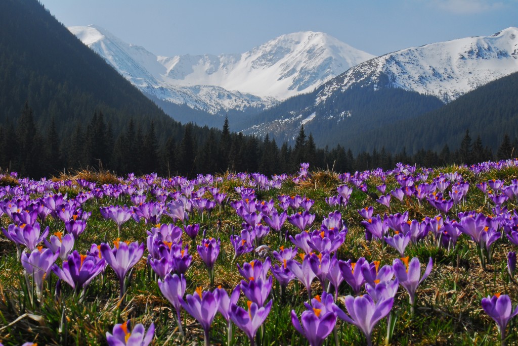 Zdjęcia: Dolina Chochołowska, Tatry, Pokusa na krokusa, POLSKA Zdjęcia: Dolina Chochołowska, Tatry, Pokusa na krokusa, POLSKA