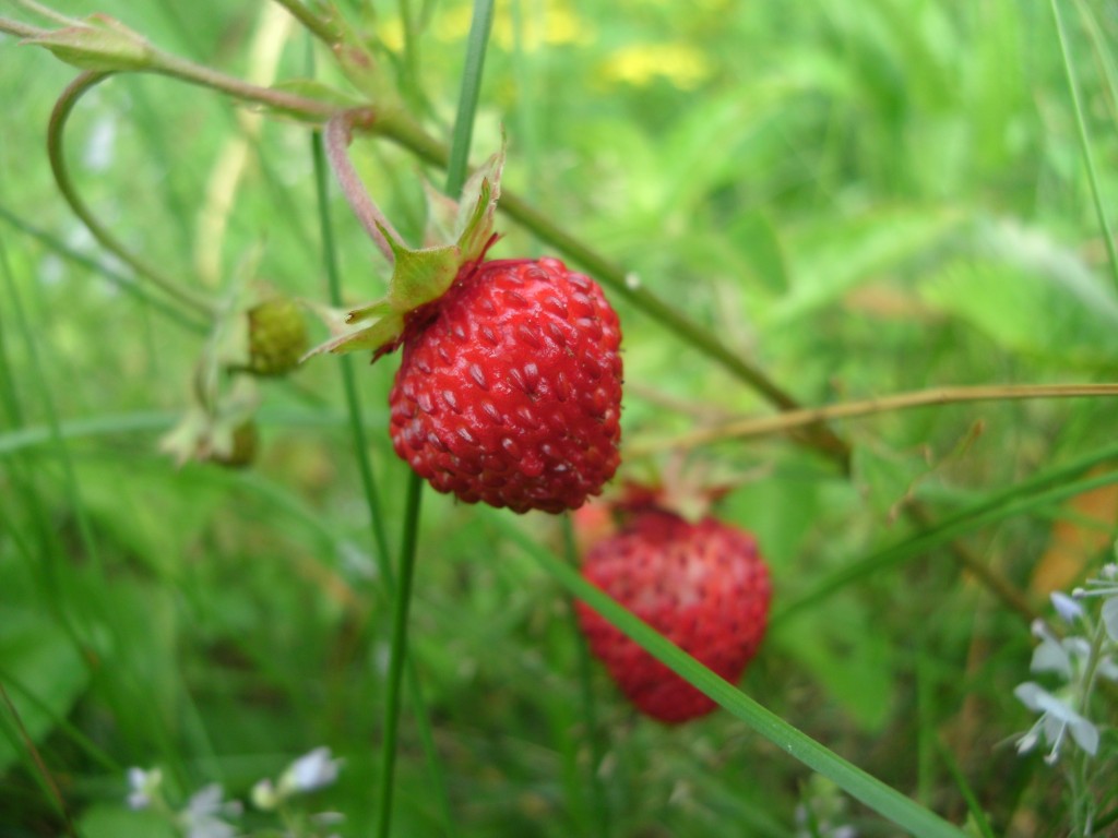 Zdjęcia: leśna polana, mazowieckie, Poziomka, POLSKA Zdjęcia: leśna polana, mazowieckie, Poziomka, POLSKA