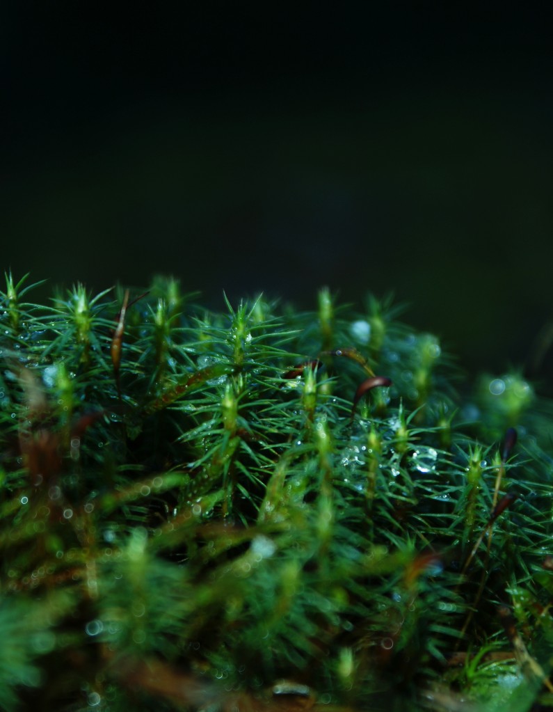 Zdjęcia: Zagóźdź, puławski, kropelka dla spostrzegawczych , POLSKA Zdjęcia: Zagóźdź, puławski, kropelka dla spostrzegawczych , POLSKA