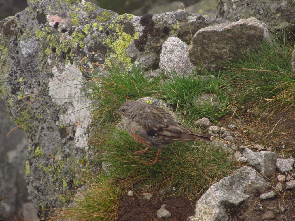 Zdjęcia: Kościelec, Tatry Wysokie, Prunella collaris - Płochacz halny, POLSKA Zdjęcia: Kościelec, Tatry Wysokie, Prunella collaris - Płochacz halny, POLSKA