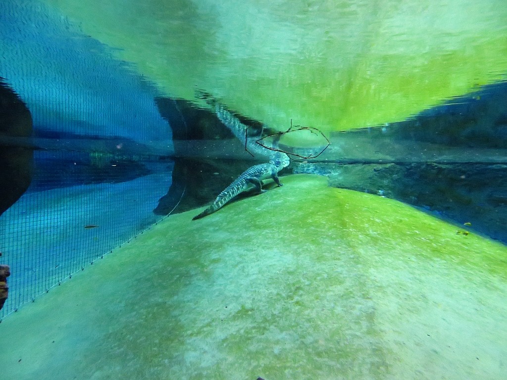 Zdjęcia: Wrocław, Dolny Śląsk, wrocławskie afrykarium, POLSKA Zdjęcia: Wrocław, Dolny Śląsk, wrocławskie afrykarium, POLSKA