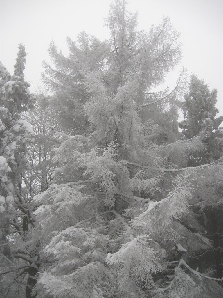 Zdjęcia: okolice przeł. Przegibek, Beskid Żywiecki, W zimowej szacie, POLSKA Zdjęcia: okolice przeł. Przegibek, Beskid Żywiecki, W zimowej szacie, POLSKA