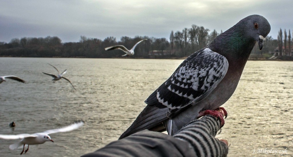 Zdjęcia: Toruń, kujawsko-pomorskie, Goląb, POLSKA Zdjęcia: Toruń, kujawsko-pomorskie, Goląb, POLSKA
