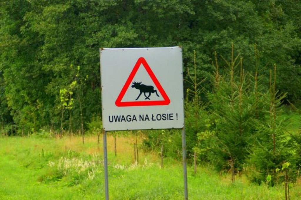 Zdjęcia: Okolice Augustowa, Okolice Augustowa, Okolice Augustowa, POLSKA Zdjęcia: Okolice Augustowa, Okolice Augustowa, Okolice Augustowa, POLSKA