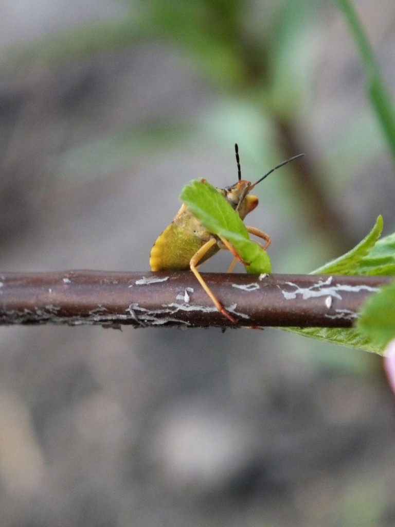 Zdjęcia: zarzew, wielkopolska, konkurs. odorek, POLSKA Zdjęcia: zarzew, wielkopolska, konkurs. odorek, POLSKA