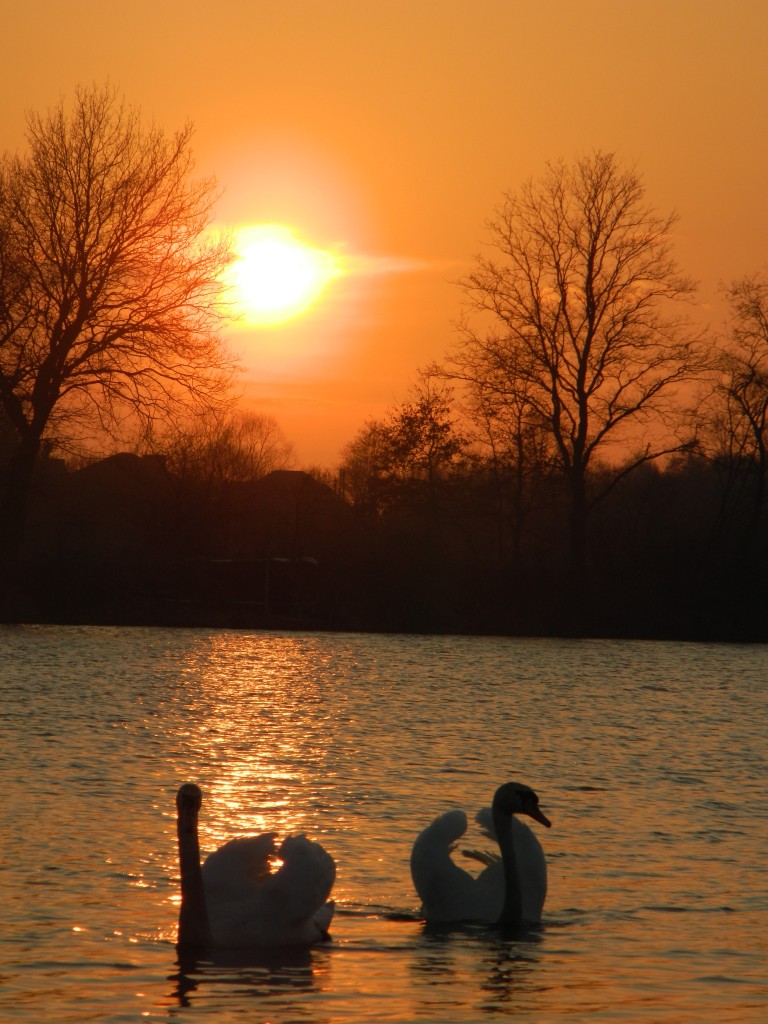 Zdjęcia: stare koryto wisły, małopolska, łabędzie o zachodzie..., POLSKA Zdjęcia: stare koryto wisły, małopolska, łabędzie o zachodzie..., POLSKA