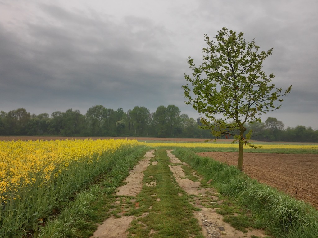 Zdjęcia: spytkowice, małopolska, kolorowy poranny bieg,..., POLSKA Zdjęcia: spytkowice, małopolska, kolorowy poranny bieg,..., POLSKA