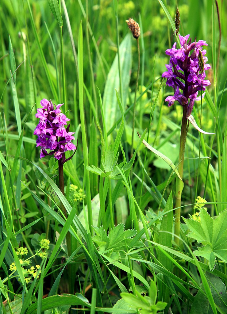 Zdjęcia: Klimkówka, Podkarpackie, Stoplamek plamisty, czyli storczyk, POLSKA Zdjęcia: Klimkówka, Podkarpackie, Stoplamek plamisty, czyli storczyk, POLSKA