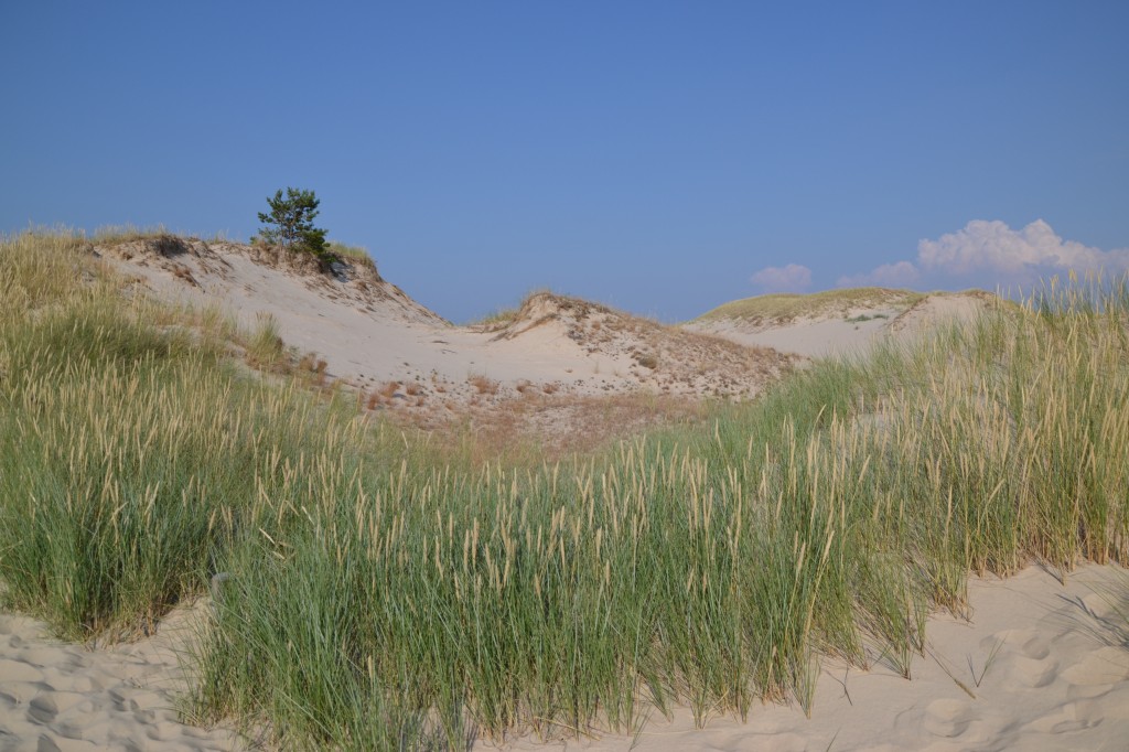 Zdjęcia: Wydma Czołpińska, Wybrzeże Słowińskie, ....., POLSKA Zdjęcia: Wydma Czołpińska, Wybrzeże Słowińskie, ....., POLSKA