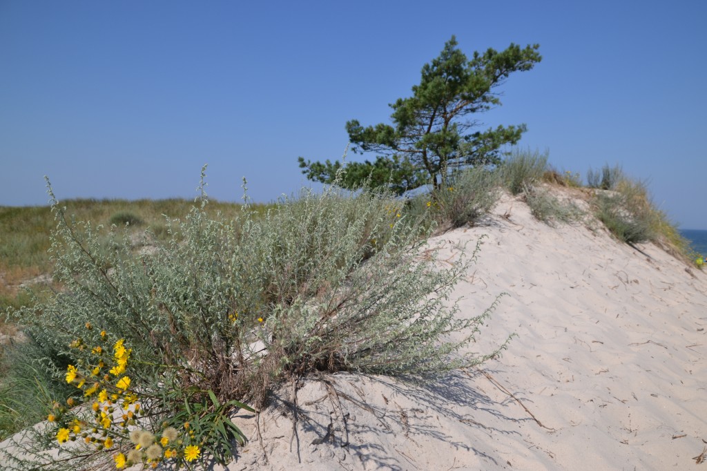 Zdjęcia: Okolice Czołpina, Wybrzeże Słowińskie, ....., POLSKA Zdjęcia: Okolice Czołpina, Wybrzeże Słowińskie, ....., POLSKA