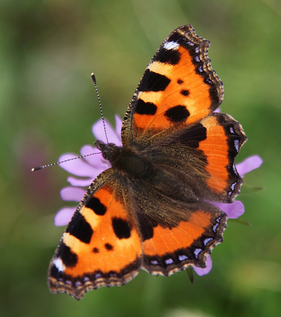 Zdjęcia: Czerwone Wierchy, Tatry, Z życia motyli, POLSKA Zdjęcia: Czerwone Wierchy, Tatry, Z życia motyli, POLSKA