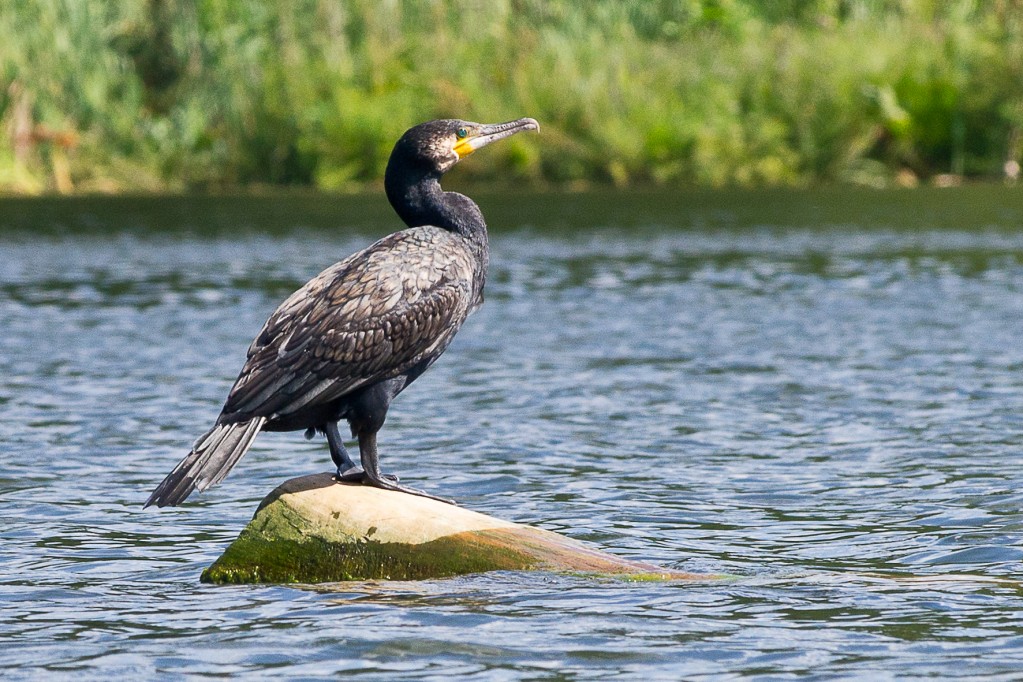 Zdjęcia: Jez. Bachotek, Pojezierze Brodnickie, Kormoran, POLSKA Zdjęcia: Jez. Bachotek, Pojezierze Brodnickie, Kormoran, POLSKA