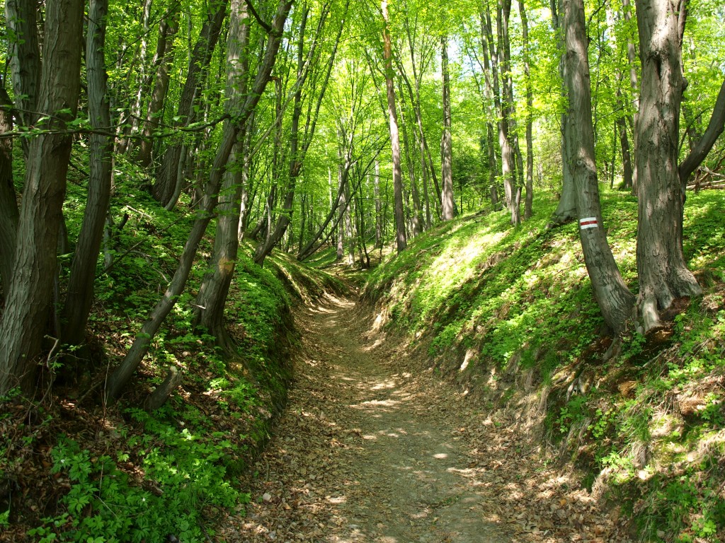 Zdjęcia: Ojcowski Park Narodowy, jura krakowsko-częstochowska, Ojcowski Park Narodowy, POLSKA Zdjęcia: Ojcowski Park Narodowy, jura krakowsko-częstochowska, Ojcowski Park Narodowy, POLSKA