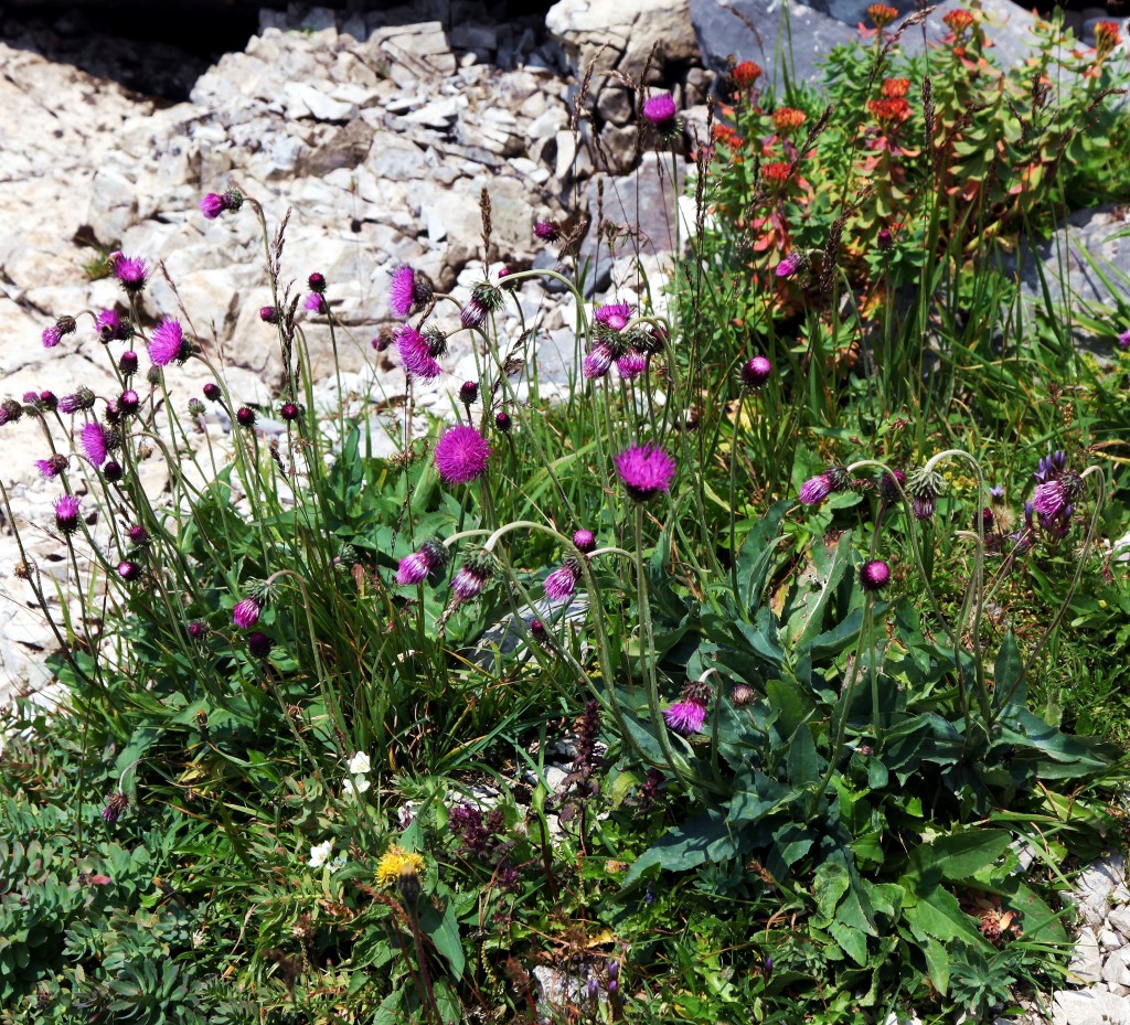 Zdjęcia: Czerwone Wierchy, Tatry, Tatrzańskie skalne ogrody, POLSKA Zdjęcia: Czerwone Wierchy, Tatry, Tatrzańskie skalne ogrody, POLSKA