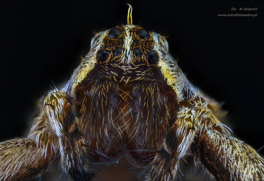 Zdjęcia: piła, wielkopolska, Owady Extreme macro, POLSKA Zdjęcia: piła, wielkopolska, Owady Extreme macro, POLSKA