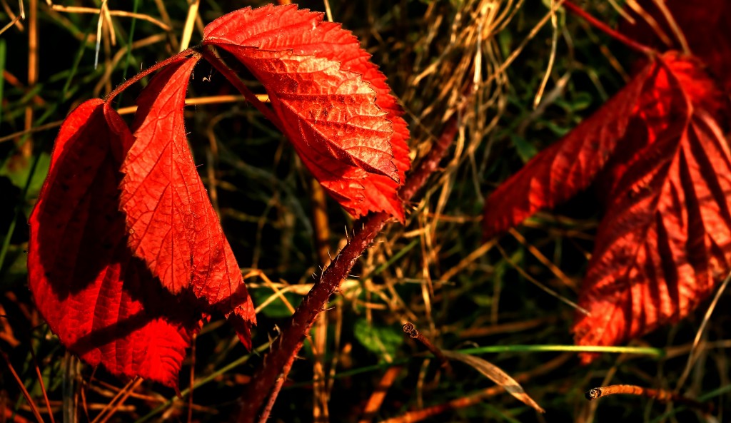 Zdjęcia: Bory Tucholskie, kujawsko pomorski, Liść jeżyny w jesiennym słońcu, POLSKA Zdjęcia: Bory Tucholskie, kujawsko pomorski, Liść jeżyny w jesiennym słońcu, POLSKA